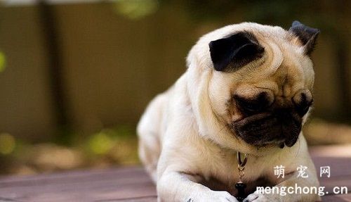 夏天狗狗剃毛能降温吗
