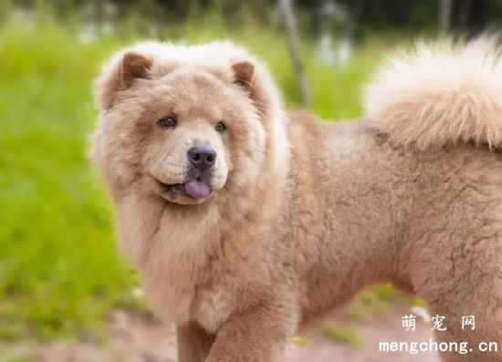 夏季松狮犬的喂养方法