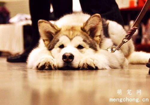 夏季狗狗防中暑全攻略