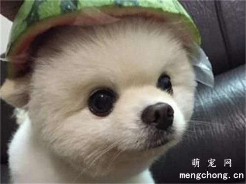 夏季狗狗防中暑全攻略