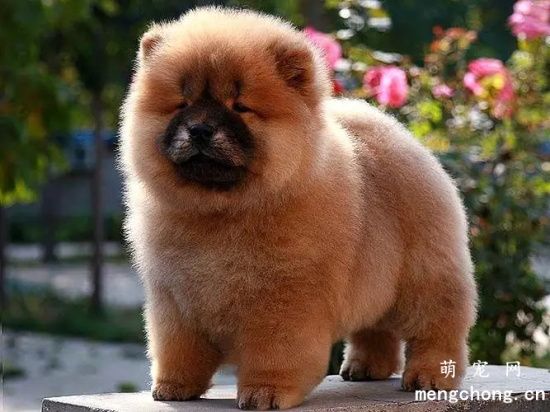夏季该如何喂养松狮犬