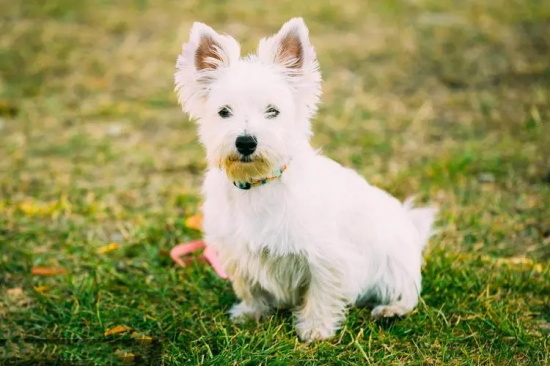 多伯曼犬吃多了拉稀怎么办