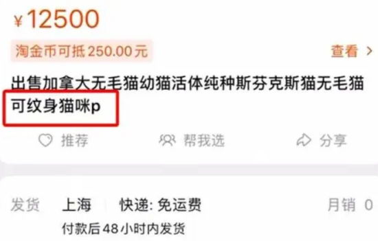 大千世界无奇不有，居然在一只小猫的脸上看到了班味