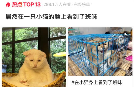 大千世界无奇不有，居然在一只小猫的脸上看到了班味