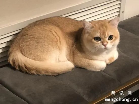 大橘和金渐层有什么区别