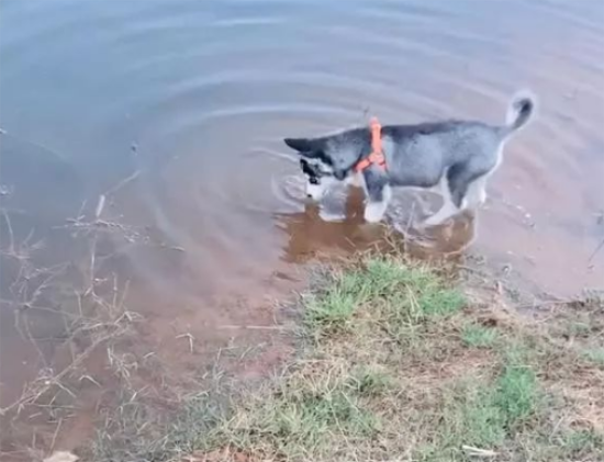 大狗治水，为了治水也是孜孜不倦，最后那个治粪坑的就有点看不懂