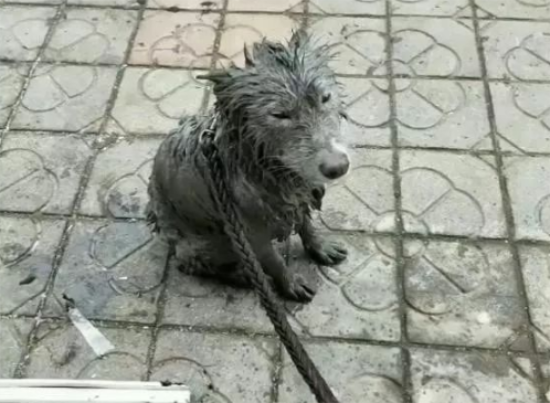 大狗治水，为了治水也是孜孜不倦，最后那个治粪坑的就有点看不懂
