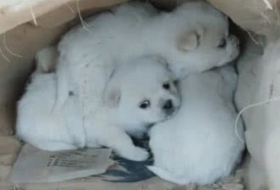 大狗狗看不到了，几个小流浪犬不离不弃，心痛