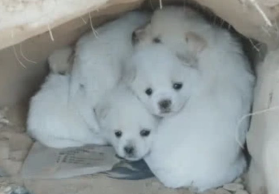 大狗狗看不到了，几个小流浪犬不离不弃，心痛