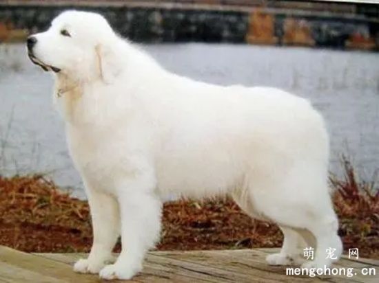 大白熊犬是萨摩耶吗 大白熊犬和萨摩耶区别 
