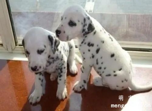 大麦町幼犬怎么喂养 大麦町幼犬喂养