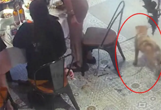 女生站起来夹菜的时候，狗狗默默将椅子拽走