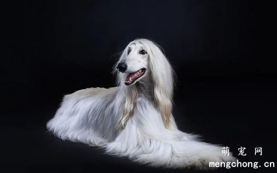 如何买阿富汗猎犬 要注意什么