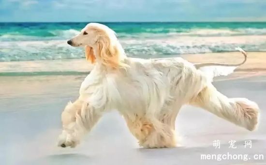 如何健康科学喂养阿富汗幼犬？