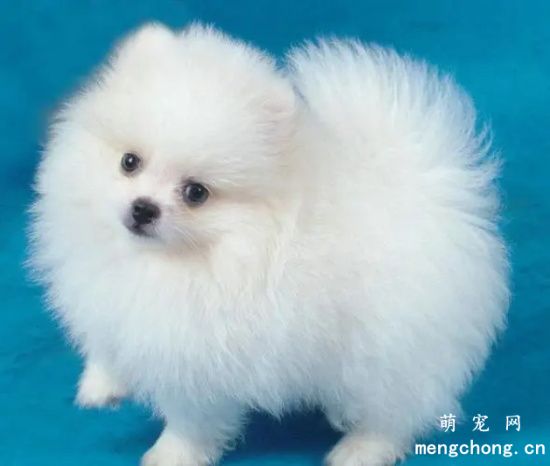 如何减少博美犬体臭? 