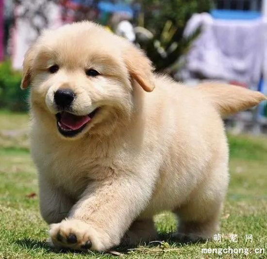 如何判断狗狗饥饿了？