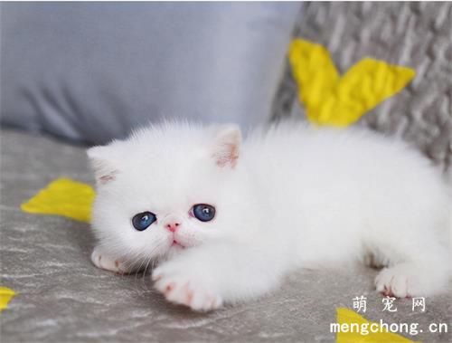 如何判断猫呼吸道感染