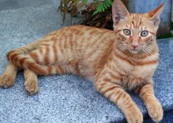 如何判断猫咪怀孕时间