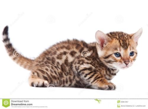 如何判断猫猫脑震荡