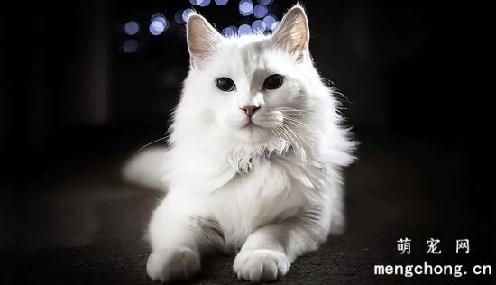 如何区分安哥拉猫和山东狮子猫呢？