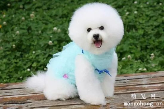 如何区分泰迪和比熊犬？