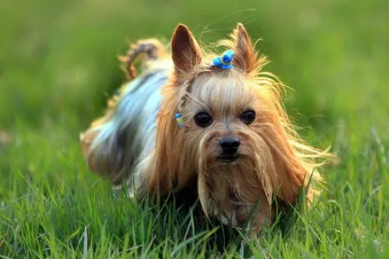 如何区分犬的真假感冒