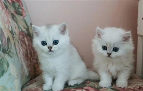 如何在同一窝猫中挑到最好的？