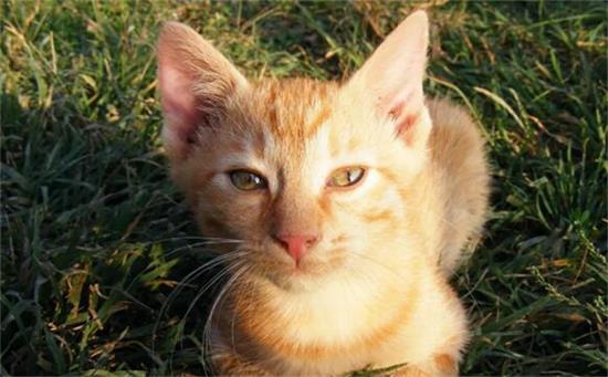 如何在同一窝猫中挑到最好的？