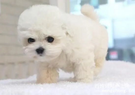 如何处理比熊犬的泪痕？