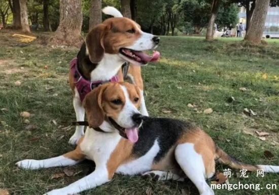如何帮比格犬修剪毛发