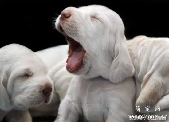 如何护理新生幼犬？