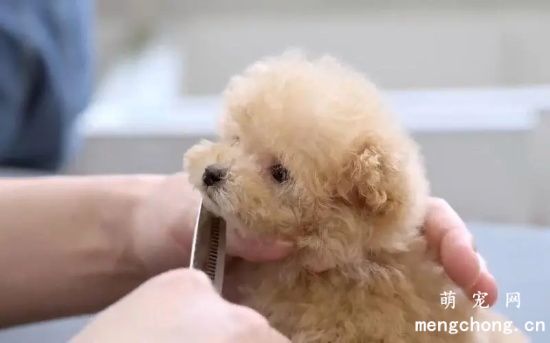 如何护理贵宾犬的毛发