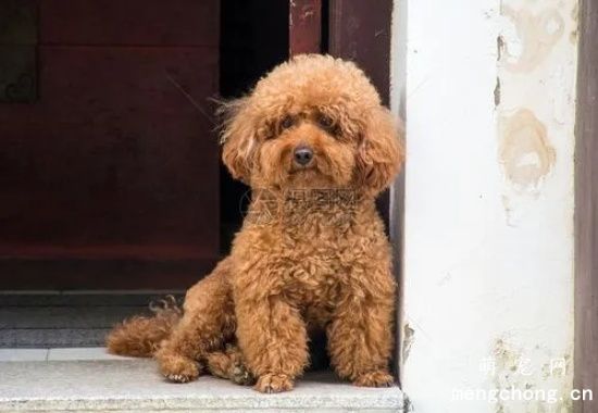 如何挑选一只健康泰迪犬