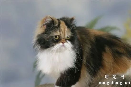 如何挑选喜欢的猫咪？