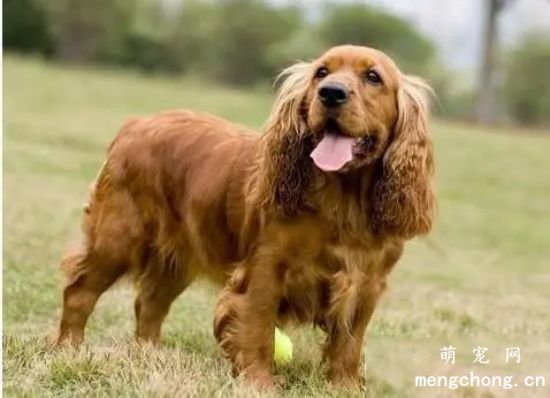 如何挑选美国可卡犬？