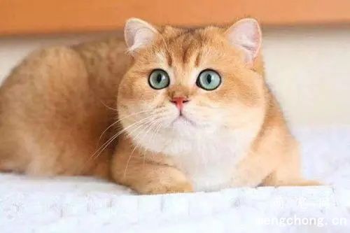 如何挑选高性价比的金渐层猫咪？