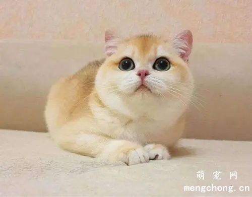 如何挑选高性价比的金渐层猫咪？