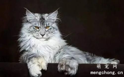 如何提高猫咪对疾病的抵抗力？