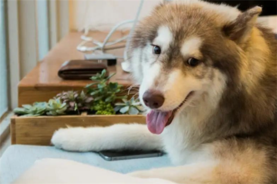 如何改掉爱犬咬人的坏习惯