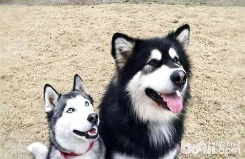 如何改掉狗狗的恶习