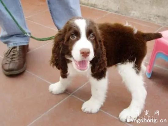 如何改正史宾格犬的异食行为？