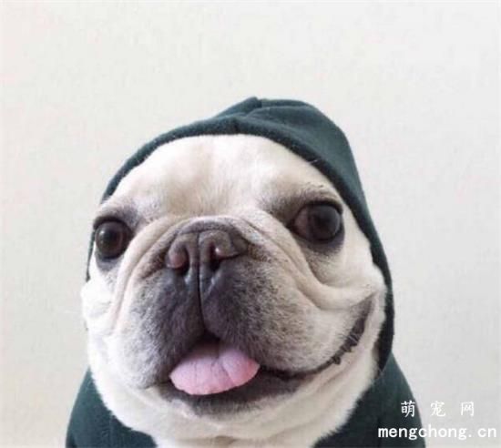如何教法国斗牛犬好好上厕所？
