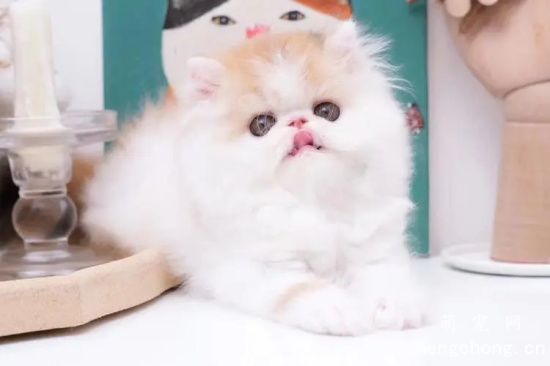 如何正确护理波斯猫？猫饮用水必须是清水