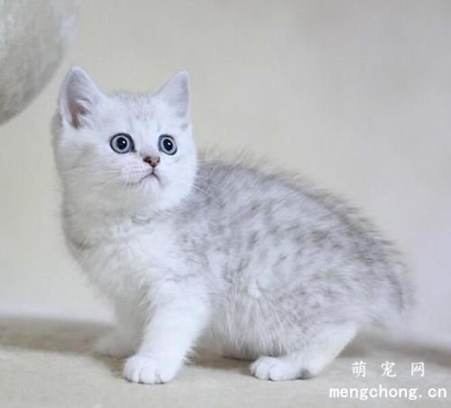 如何正确的判断猫咪眼睛是否失明？