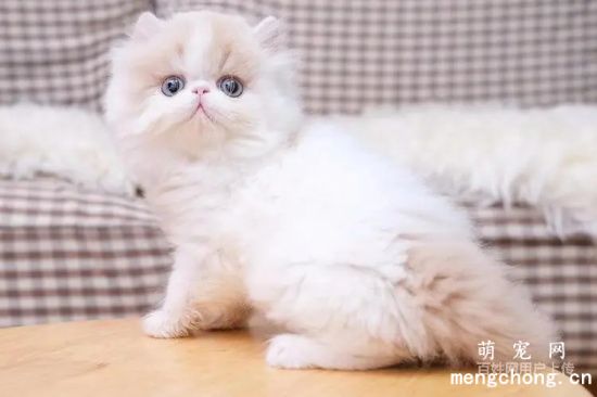 如何正确给波斯猫洗澡？