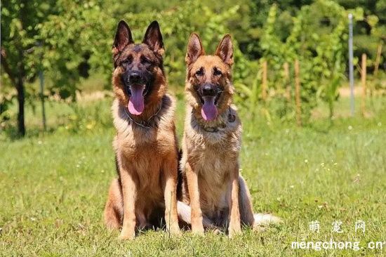 如何治疗德国牧羊犬的皮肤病