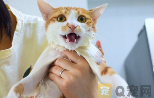 如何清除猫咪的牙结石？
