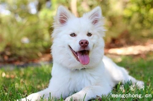 如何照顾怀孕母犬？