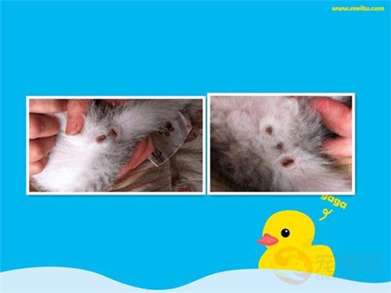 如何简单分辨公猫与母猫？