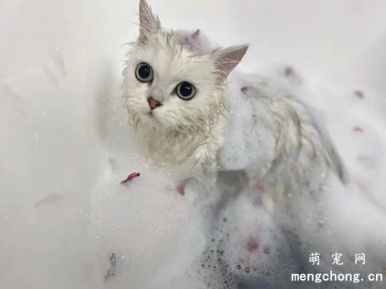如何给你的小猫洗澡和梳理毛发？